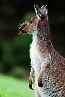 Fuliginosus: Western Grey KANGAROO