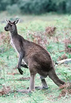 Kangaroos: WESTERN GREY KANGAROO