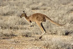 Fuliginosus: Western Grey Kangaroo - adult jumping through the desert