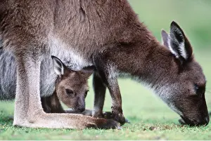 Joey: WESTERN GREY KANGAROO - close-up of mother grazing with joey