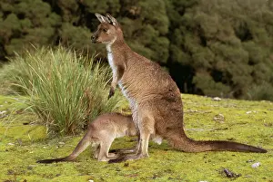 Fuliginosus: Western Grey KANGAROO - with joey
