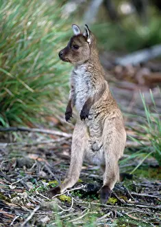 Fuliginosus: Western Grey KANGAROO - joey