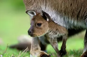 Pouches: Western Grey Kangaroo - with joey