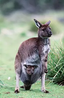 Joey: Western Grey Kangaroo - & Joey