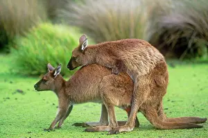 Fuliginosus: Western Grey Kangaroo - Kangaroo Island subspecies matingS