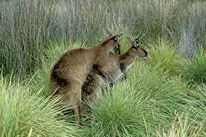 Fuliginosus: Western Grey Kangaroo - Mating