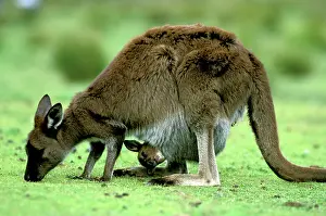 Fuliginosus: Western Grey Kangaroo - mother eating grass with