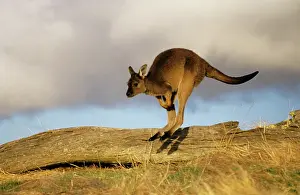 Auscape International: Western Grey Kangaroo - running