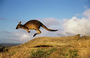Auscape International: Western Grey Kangaroo - running