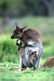 Pouches: Western Grey KANGAROO - young in pouch