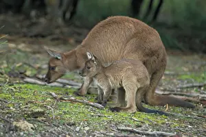 Fuliginosus: Western Grey Kangaroos