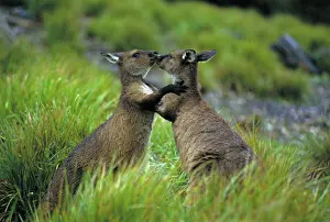Fuliginosus: Western Grey Kangaroos - males sparring