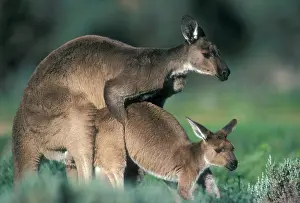 Fuliginosus: Western Grey Kangaroos - mating