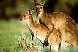 Kangaroos: Western Grey Kangaroos - mating
