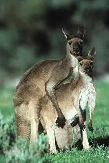 Kangaroos: Western Grey Kangaroos - mating