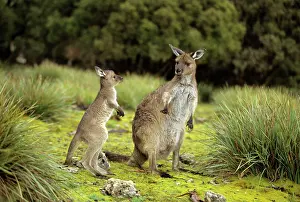 Fuliginosus: Western Grey Kangaroos - Mother and joey