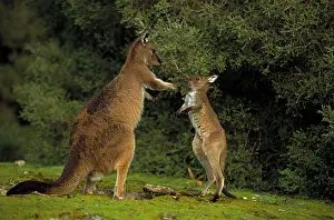 Fuliginosus: Western Grey Kangaroos - Mother and joey