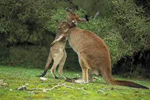 Fuliginosus: Western Grey Kangaroos - Mother and joey hugging