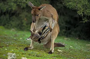 Pouches: Western Grey Kangaroos - Mother and joey in pouch