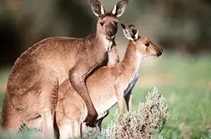 Kangaroos: Western Grey KANGAROOS - Pair mating