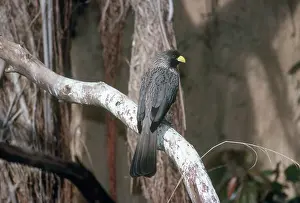 Musophagidae: Western Grey Plantain Eater