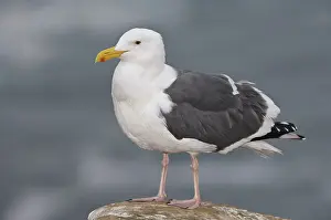 Western Gull