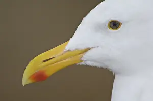 Western Gull