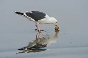 Clam: Western Gull eats clam