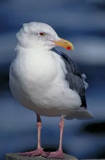 Western Gull (Larus occidentalis)