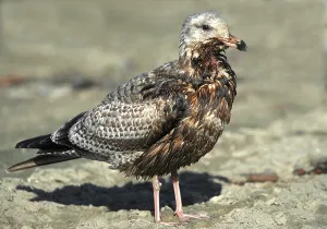 Disasters: Western Gull After an Oil Spill