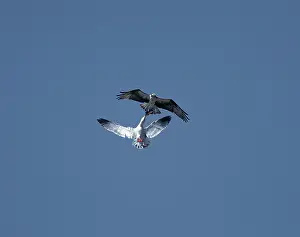 Stealing: Western Gull and Osprey