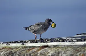 Breaks: Western Gull with a Tennis Ball