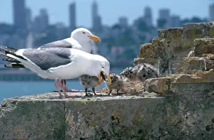 Seagulls: Western Gulls