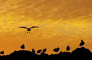 Silhouettes: Western Gulls - coming in to roost at sunset