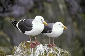 Seagulls: Western Gulls (Larus occidentalis)