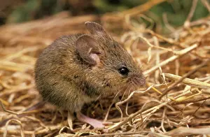 Megalotis: Western Harvest Mouse