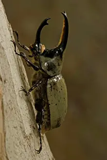 Hercules: Western Hercules Beetle - male