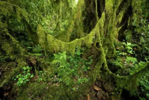 Lianas: Western Highlands forest - moss festoons on lianas
