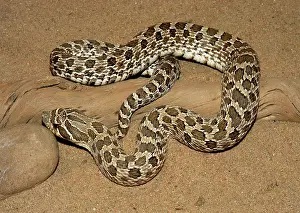 Heterodon: Western Hognose Snake