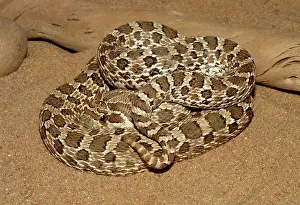 Heterodon: Western Hognose Snake