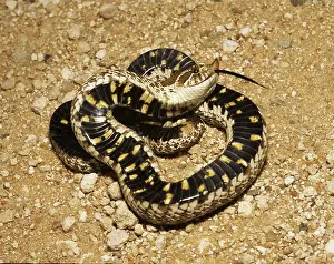 Feigning: Western Hognose Snake