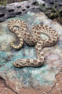 Sunning: Western Hognose Snake