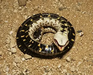Feigning: Western Hognose Snake (Heterodon nasicus)