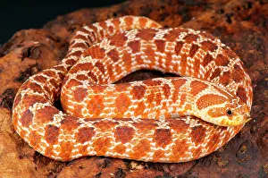 Colubridae: Western hognosed snake (Heterodon nasicus)