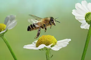 Midair: Western honey bee (Apis mellifera) Honigbiene(Apis