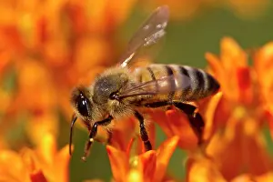 Worker: Western Honey Bee (Apis mellifera) introduced species