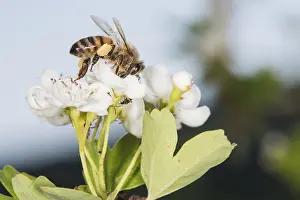 Pollinating: Western honey bee or European honey bee (Apis mellifera)