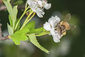 Nectar: Western honey bee or European honey bee (Apis mellifera) collecting pollen from flowers