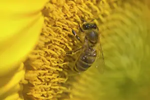 Pollenating: Western Honey Bee on Sunflower (Helianthus annuus) Summer