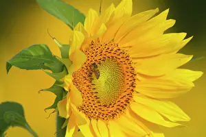 Pollenating: Western Honey Bee on Sunflower (Helianthus annuus) Summer